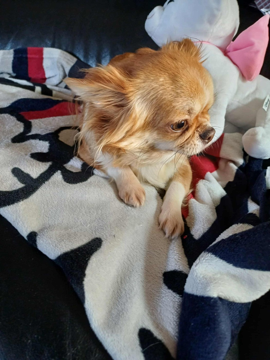 Xia dolly Du Palais Des Coussinets