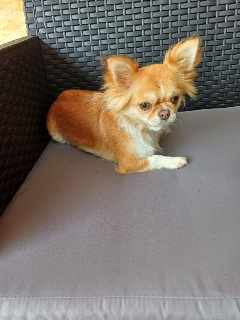 Xia dolly Du Palais Des Coussinets